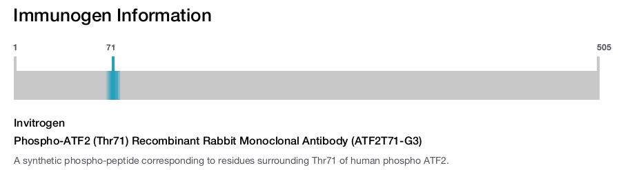 Phospho-ATF2 (Thr71) Recombinant Rabbit Monoclonal Antibody (ATF2T71-G3)