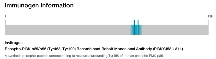Phospho-PI3K p85/p55 (Tyr458, Tyr199) Recombinant Rabbit Monoclonal Antibody (PI3KY458-1A11)