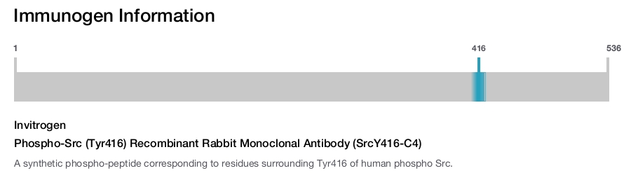Phospho-Src (Tyr416) Recombinant Rabbit Monoclonal Antibody (SrcY416-C4)