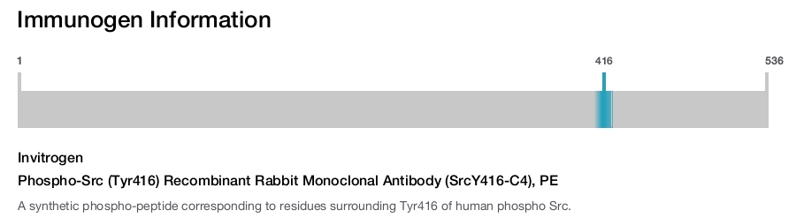 Phospho-Src (Tyr416) Recombinant Rabbit Monoclonal Antibody (SrcY416-C4), PE