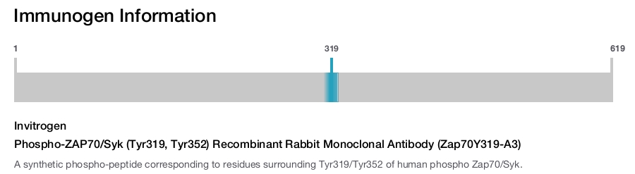 Phospho-ZAP70/Syk (Tyr319, Tyr352) Recombinant Rabbit Monoclonal Antibody (Zap70Y319-A3)