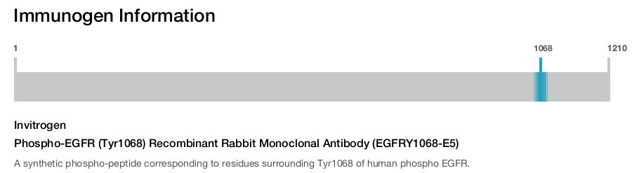 Phospho-EGFR (Tyr1068) Recombinant Rabbit Monoclonal Antibody (EGFRY1068-E5)