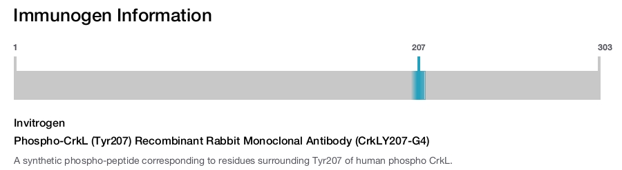 Phospho-CrkL (Tyr207) Recombinant Rabbit Monoclonal Antibody (CrkLY207-G4)