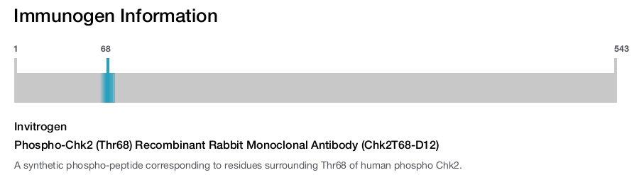 Phospho-Chk2 (Thr68) Recombinant Rabbit Monoclonal Antibody (Chk2T68-D12)