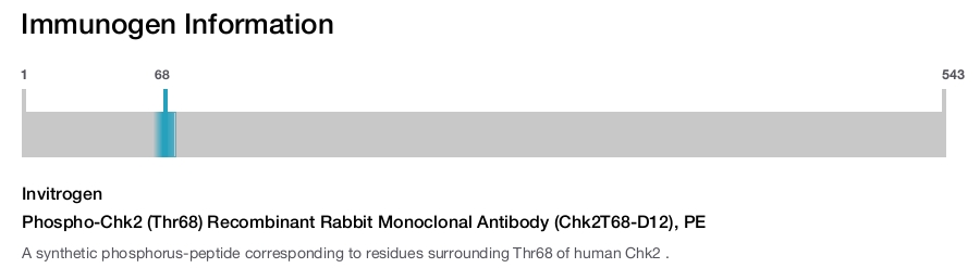 Phospho-Chk2 (Thr68) Recombinant Rabbit Monoclonal Antibody (Chk2T68-D12), PE