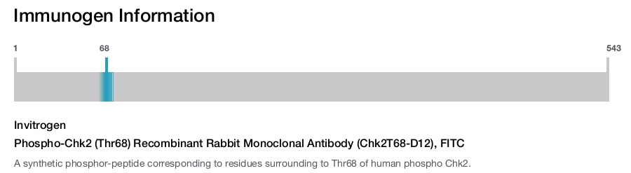 Phospho-Chk2 (Thr68) Recombinant Rabbit Monoclonal Antibody (Chk2T68-D12), FITC