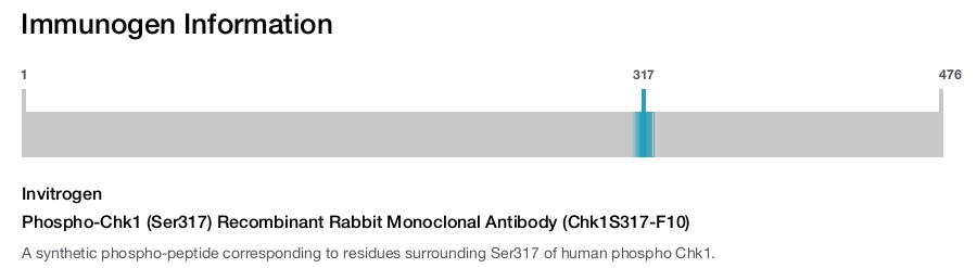Phospho-Chk1 (Ser317) Recombinant Rabbit Monoclonal Antibody (Chk1S317-F10)