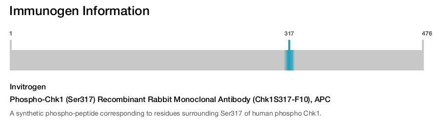 Phospho-Chk1 (Ser317) Recombinant Rabbit Monoclonal Antibody (Chk1S317-F10), APC