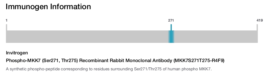 Phospho-MKK7 (Ser271, Thr275) Recombinant Rabbit Monoclonal Antibody (MKK7S271T275-R4F9)