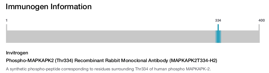 Phospho-MAPKAPK2 (Thr334) Recombinant Rabbit Monoclonal Antibody (MAPKAPK2T334-H2)