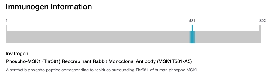Phospho-MSK1 (Thr581) Recombinant Rabbit Monoclonal Antibody (MSK1T581-A5)
