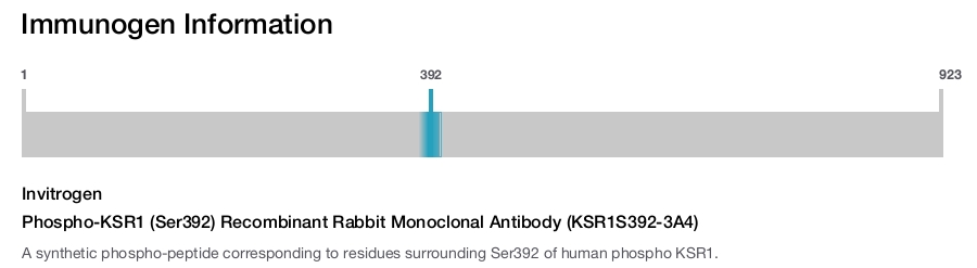 Phospho-KSR1 (Ser392) Recombinant Rabbit Monoclonal Antibody (KSR1S392-3A4)