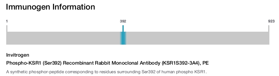 Phospho-KSR1 (Ser392) Recombinant Rabbit Monoclonal Antibody (KSR1S392-3A4), PE