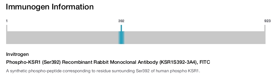 Phospho-KSR1 (Ser392) Recombinant Rabbit Monoclonal Antibody (KSR1S392-3A4), FITC