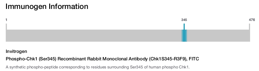 Phospho-Chk1 (Ser345) Recombinant Rabbit Monoclonal Antibody (Chk1S345-R3F9), FITC