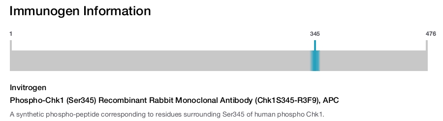 Phospho-Chk1 (Ser345) Recombinant Rabbit Monoclonal Antibody (Chk1S345-R3F9), APC
