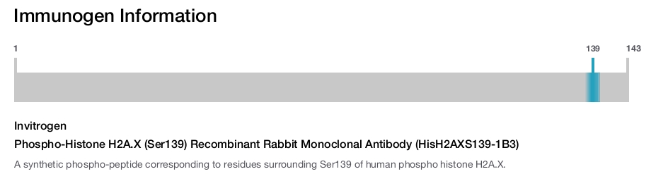 Phospho-Histone H2A.X (Ser139) Recombinant Rabbit Monoclonal Antibody (HisH2AXS139-1B3)