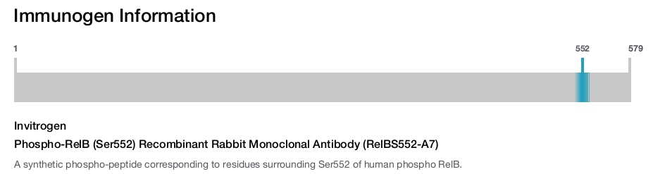 Phospho-RelB (Ser552) Recombinant Rabbit Monoclonal Antibody (RelBS552-A7)
