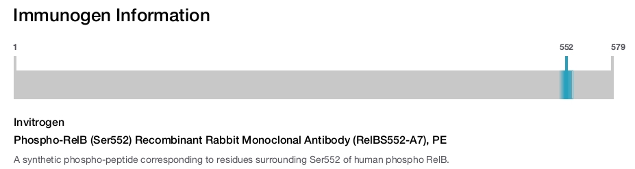 Phospho-RelB (Ser552) Recombinant Rabbit Monoclonal Antibody (RelBS552-A7), PE