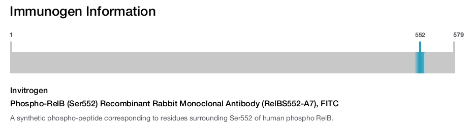 Phospho-RelB (Ser552) Recombinant Rabbit Monoclonal Antibody (RelBS552-A7), FITC