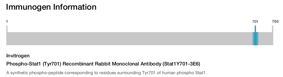 Phospho-Stat1 (Tyr701) Recombinant Rabbit Monoclonal Antibody (Stat1Y701-3E6)
