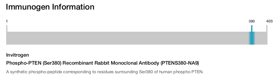 Phospho-PTEN (Ser380) Recombinant Rabbit Monoclonal Antibody (PTENS380-NA9)