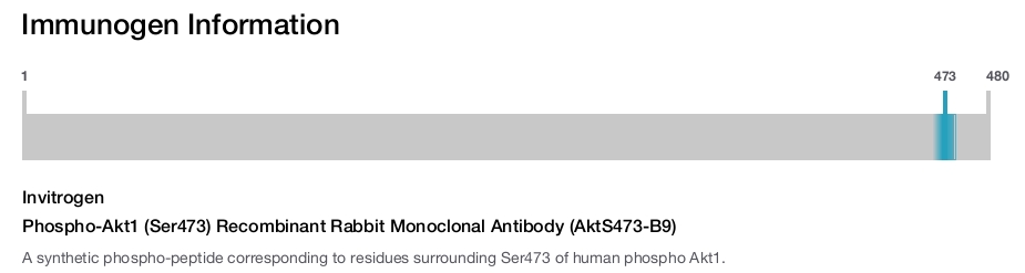 Phospho-Akt1 (Ser473) Recombinant Rabbit Monoclonal Antibody (AktS473-B9)