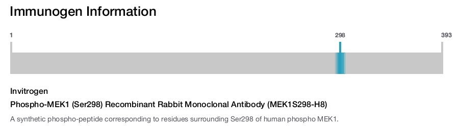 Phospho-MEK1 (Ser298) Recombinant Rabbit Monoclonal Antibody (MEK1S298-H8)