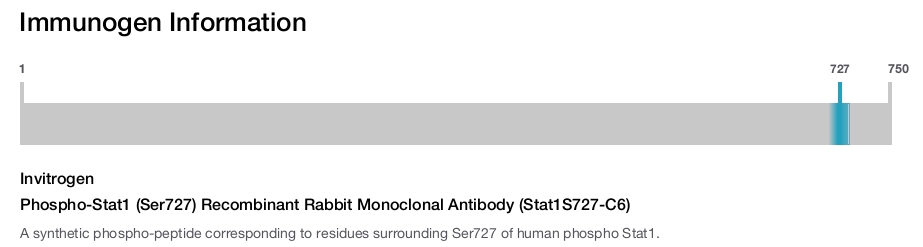 Phospho-Stat1 (Ser727) Recombinant Rabbit Monoclonal Antibody (Stat1S727-C6)