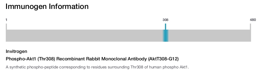 Phospho-Akt1 (Thr308) Recombinant Rabbit Monoclonal Antibody (AktT308-G12)