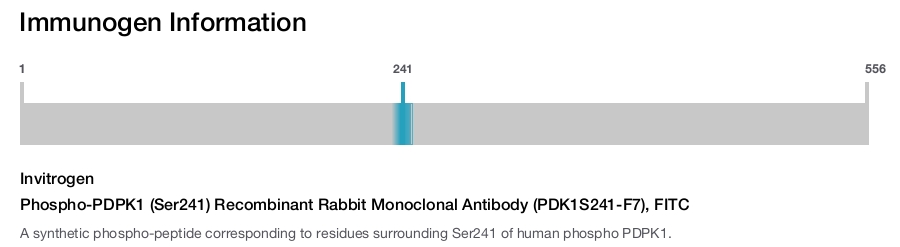 Phospho-PDPK1 (Ser241) Recombinant Rabbit Monoclonal Antibody (PDK1S241-F7), FITC