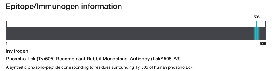 Phospho-Lck (Tyr505) Recombinant Rabbit Monoclonal Antibody (LckY505-A3)