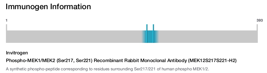 Phospho-MEK1/MEK2 (Ser217, Ser221) Recombinant Rabbit Monoclonal Antibody (MEK12S217S221-H2)