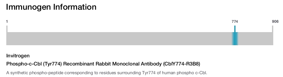 Phospho-c-Cbl (Tyr774) Recombinant Rabbit Monoclonal Antibody (CblY774-R3B8)