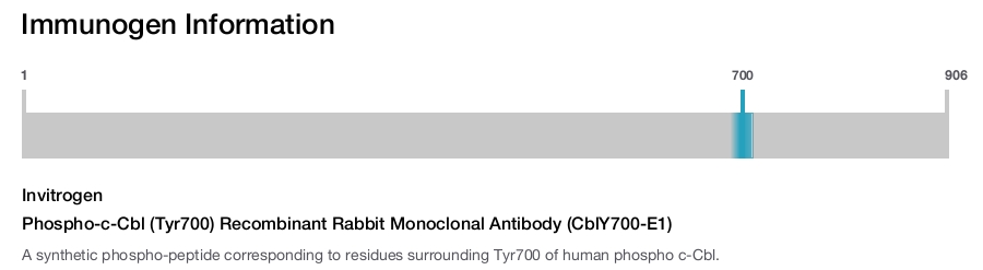 Phospho-c-Cbl (Tyr700) Recombinant Rabbit Monoclonal Antibody (CblY700-E1)