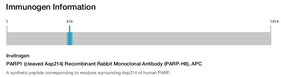 PARP1 (cleaved Asp214) Recombinant Rabbit Monoclonal Antibody (PARP-H8), APC
