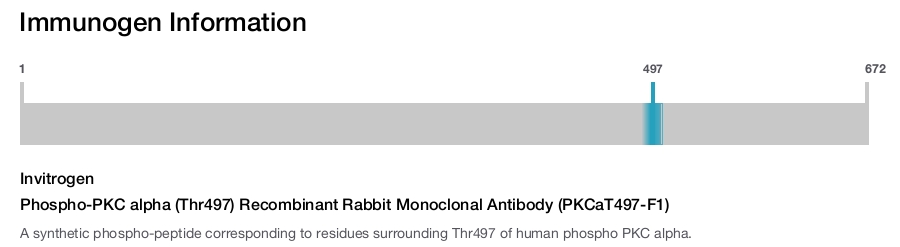 Phospho-PKC alpha (Thr497) Recombinant Rabbit Monoclonal Antibody (PKCaT497-F1)
