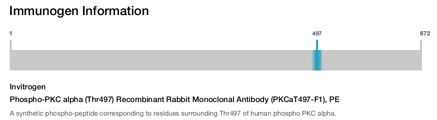 Phospho-PKC alpha (Thr497) Recombinant Rabbit Monoclonal Antibody (PKCaT497-F1), PE
