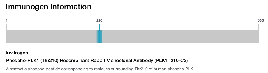 Phospho-PLK1 (Thr210) Recombinant Rabbit Monoclonal Antibody (PLK1T210-C2)