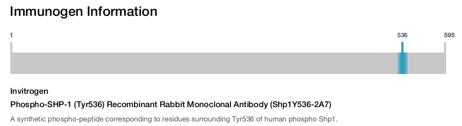 Phospho-SHP-1 (Tyr536) Recombinant Rabbit Monoclonal Antibody (Shp1Y536-2A7)
