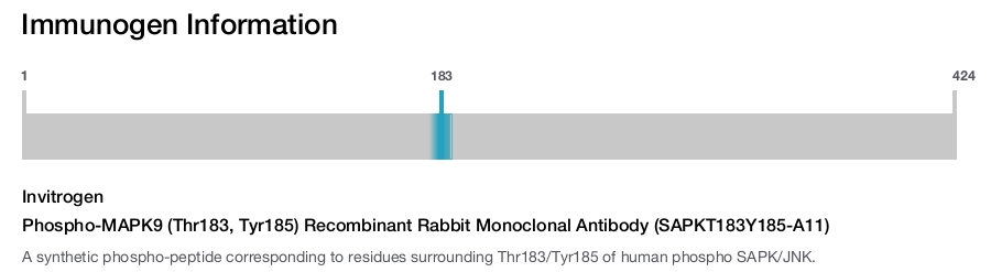 Phospho-MAPK9 (Thr183, Tyr185) Recombinant Rabbit Monoclonal Antibody (SAPKT183Y185-A11)