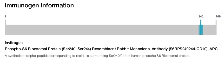 Phospho-S6 Ribosomal Protein (Ser240, Ser244) Recombinant Rabbit Monoclonal Antibody (S6RPS240244-CD10), APC