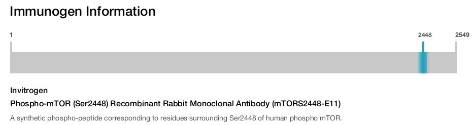 Phospho-mTOR (Ser2448) Recombinant Rabbit Monoclonal Antibody (mTORS2448-E11)