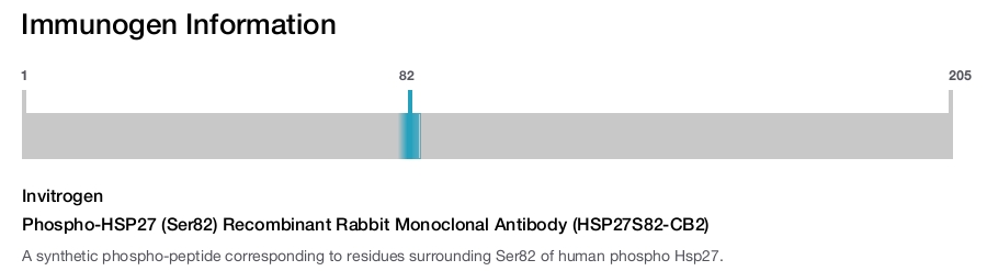Phospho-HSP27 (Ser82) Recombinant Rabbit Monoclonal Antibody (HSP27S82-CB2)