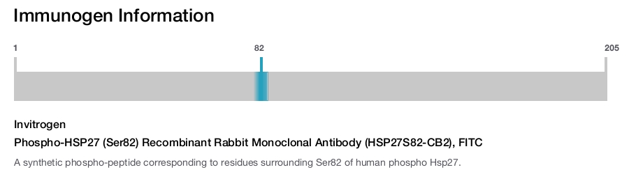 Phospho-HSP27 (Ser82) Recombinant Rabbit Monoclonal Antibody (HSP27S82-CB2), FITC