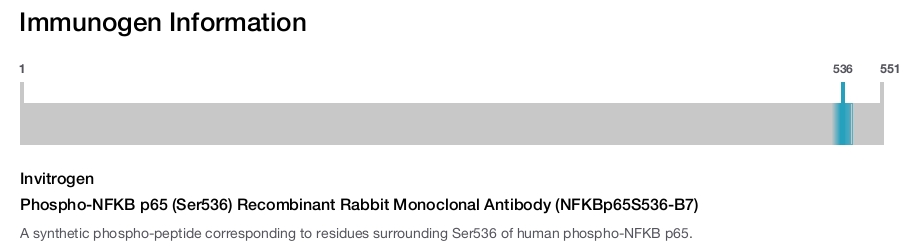Phospho-NFKB p65 (Ser536) Recombinant Rabbit Monoclonal Antibody (NFKBp65S536-B7)