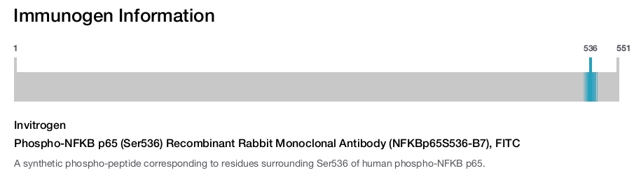 Phospho-NFKB p65 (Ser536) Recombinant Rabbit Monoclonal Antibody (NFKBp65S536-B7), FITC