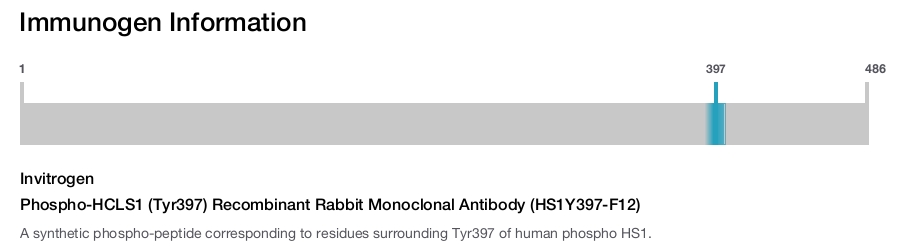 Phospho-HCLS1 (Tyr397) Recombinant Rabbit Monoclonal Antibody (HS1Y397-F12)