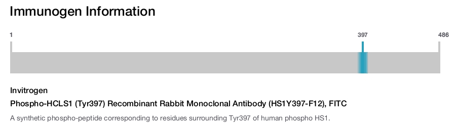 Phospho-HCLS1 (Tyr397) Recombinant Rabbit Monoclonal Antibody (HS1Y397-F12), FITC