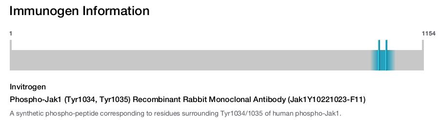 Phospho-Jak1 (Tyr1034, Tyr1035) Recombinant Rabbit Monoclonal Antibody (Jak1Y10221023-F11)